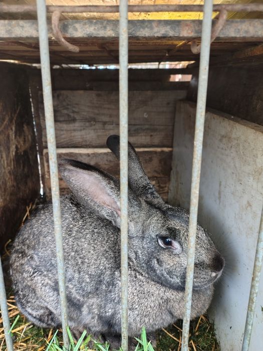 Vând iepure uriaș german