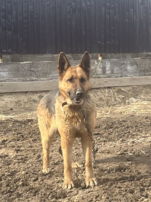 Немецский овчарка
