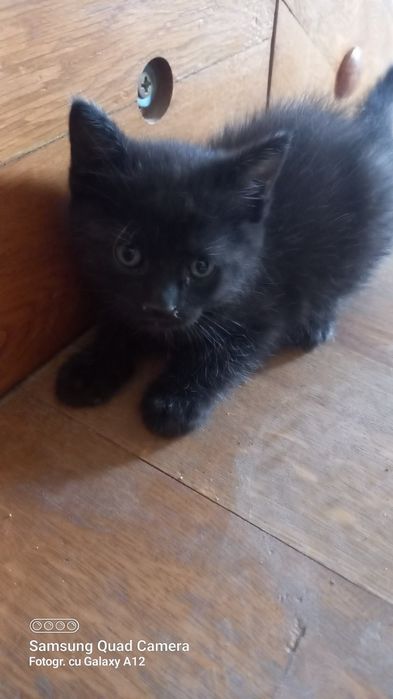 Motaneii 6 săptămâni