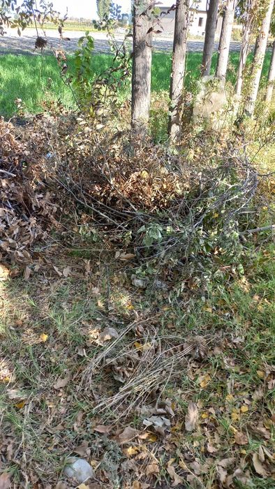 Шох утин кундалари хам бор