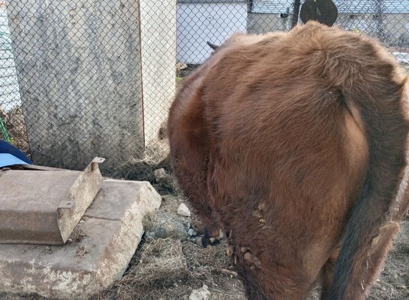 В продаже бык.производитель.