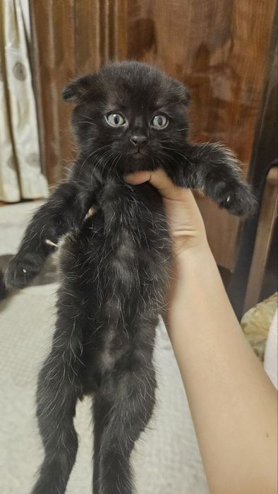 Продаются котята