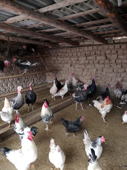 Продам Индюковввв