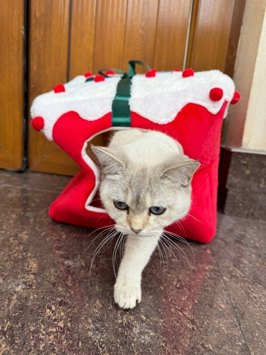 mushu sotiladi 100$ shinshilla paroda