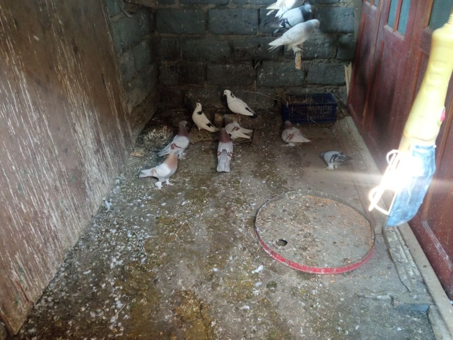 Голуби голуби голуби