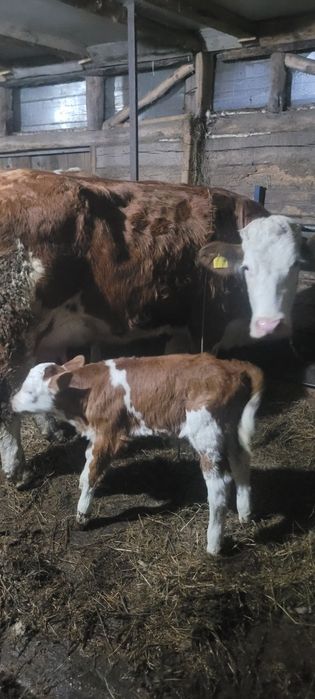 Vând juninca cu vitel