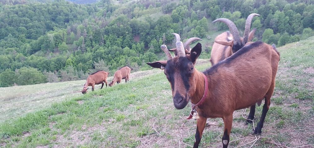 Vând lapte de capră rasa alpina franceza