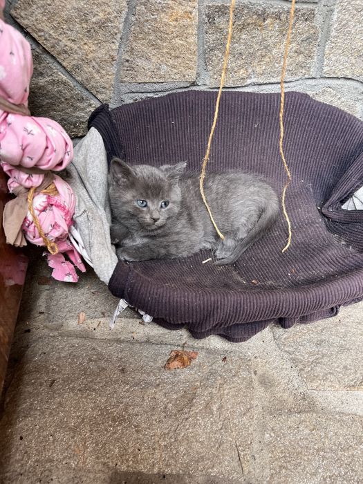 Тези сладки котенца си търсят дом