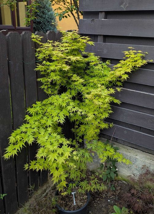 Artar japonez rosu/verde/potocaliu, peste 60 de soiuri