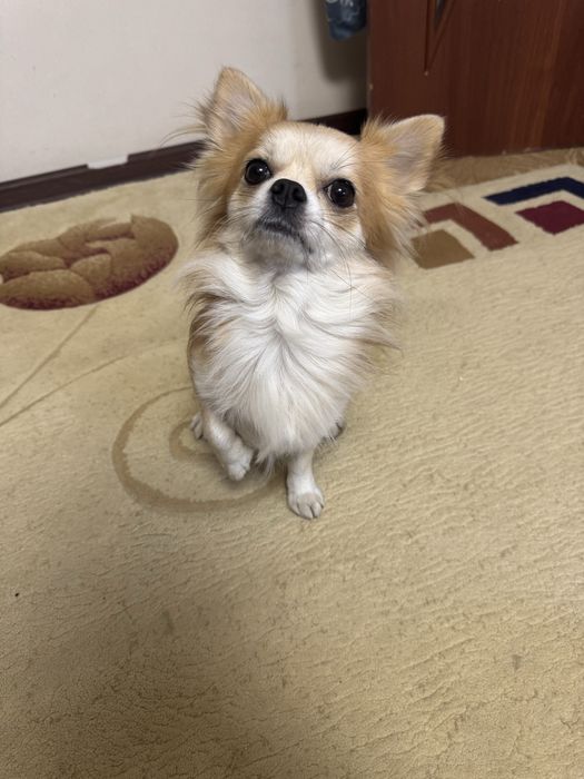 Вязка чихуахуа