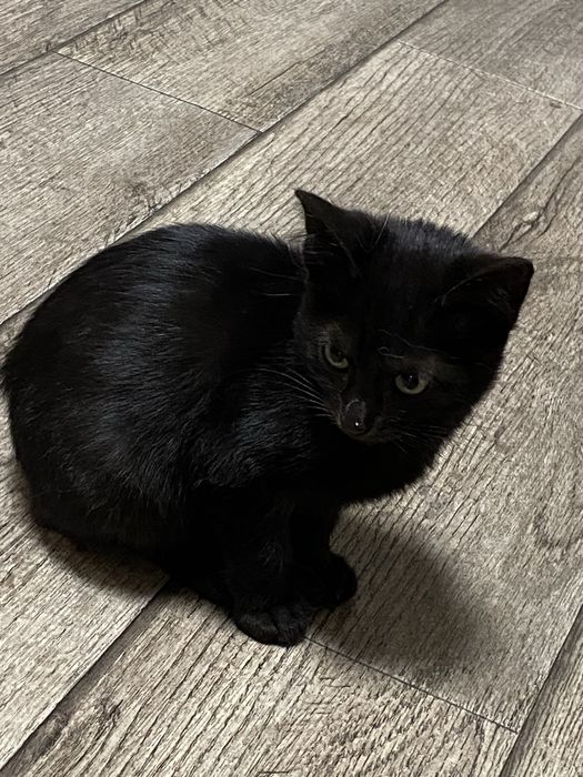 Отдам котенка мальчика