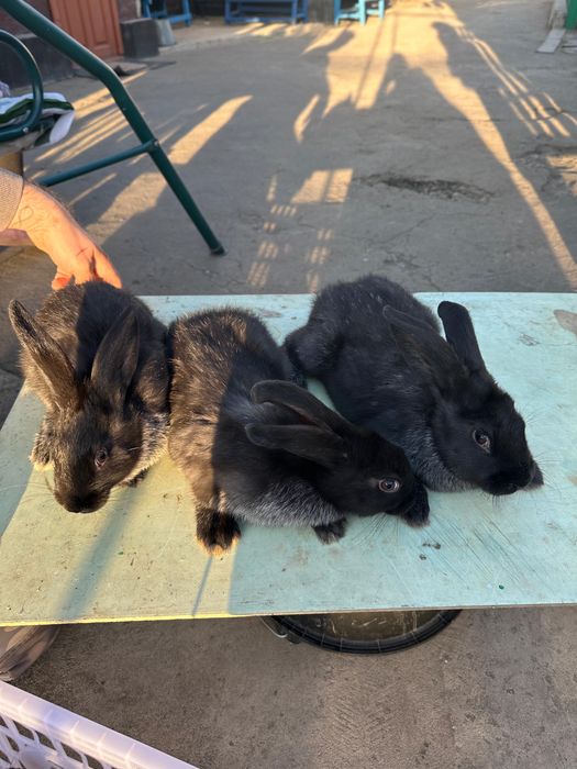 Кролики Серебро