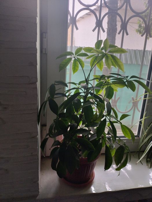 Цветы комнатные цены по запросу