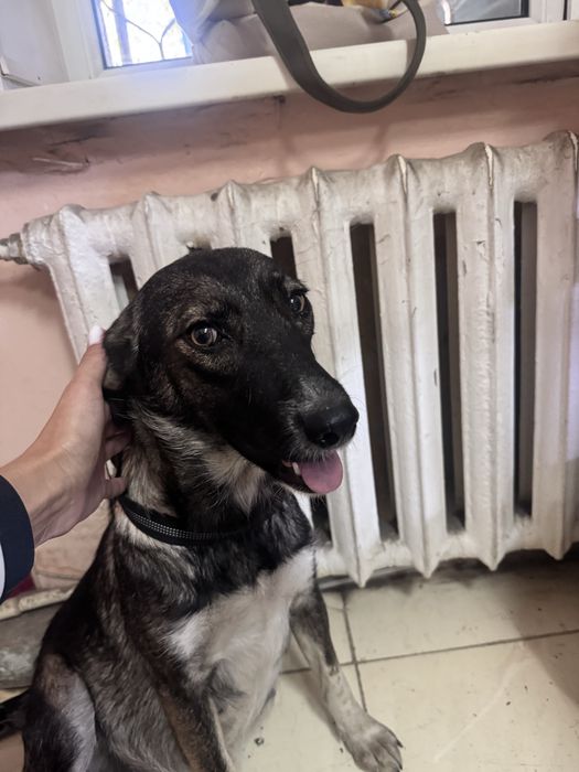 Ищем дом для собаки