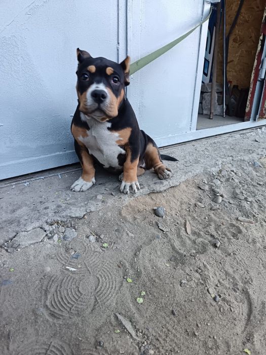 Продам шенка Американский булли