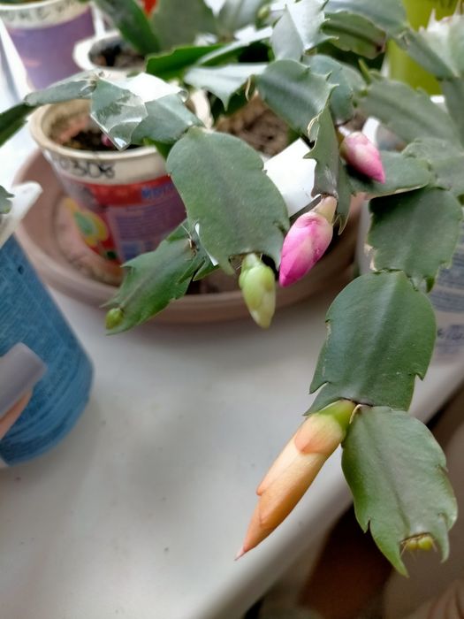 Декабрист шлюмбергера