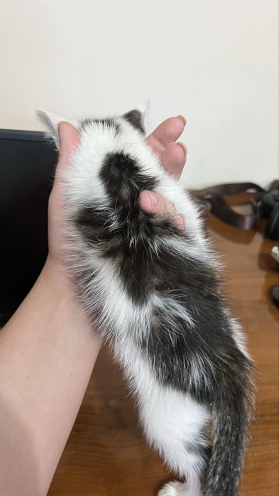 Котенок в добрые руки