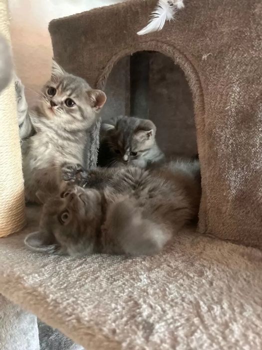 Британские котята