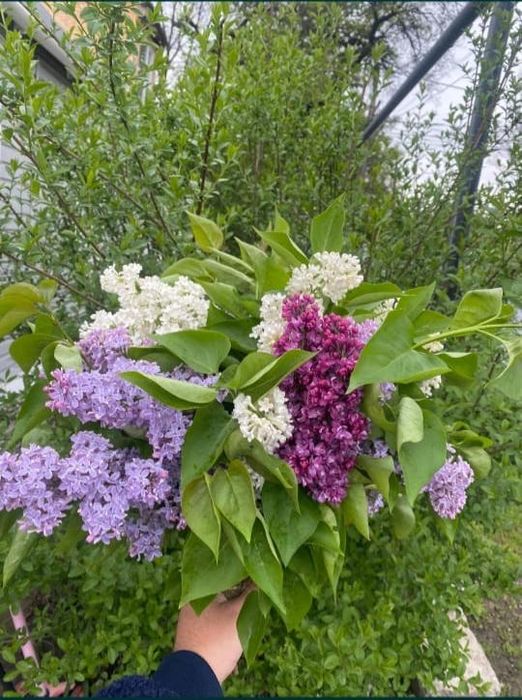 Букеты из свежей сирени