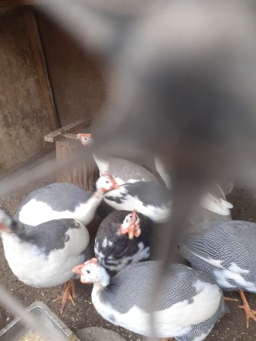 Vând bibilici bălțate și fazani tenebrosi