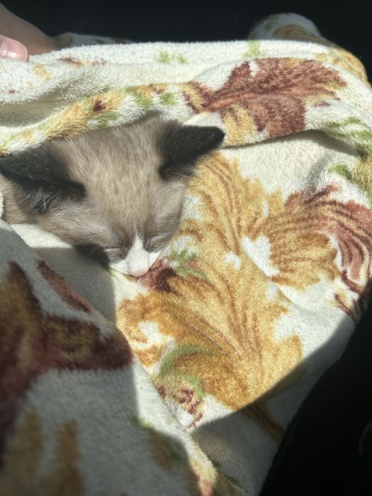 Отдам даром котенка