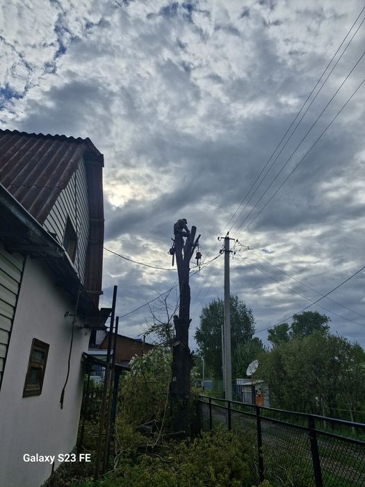 Спил деревьев любой сложности