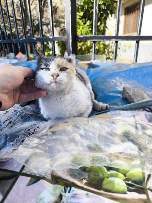 Подарява се коте