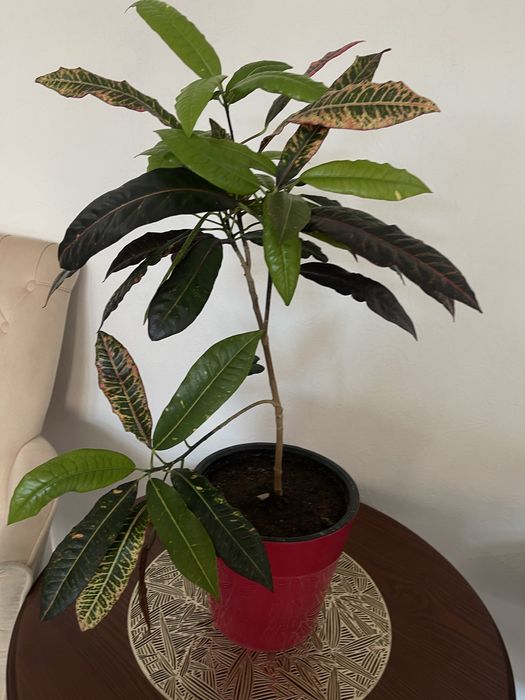 Продаю комнатные цветы , для дома и офиса,очищают воздух в помещении