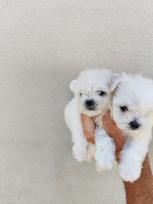 Fetița bichon mini toy