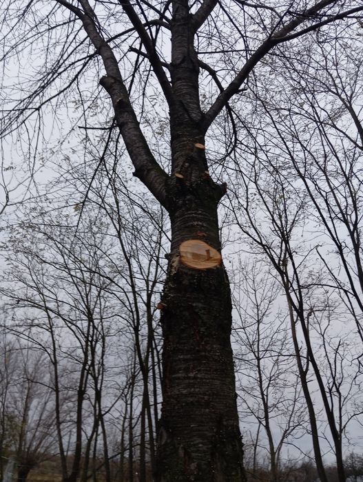 Cireș buștean activ