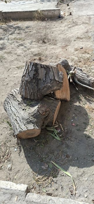 Йонгок дарахти сотилади