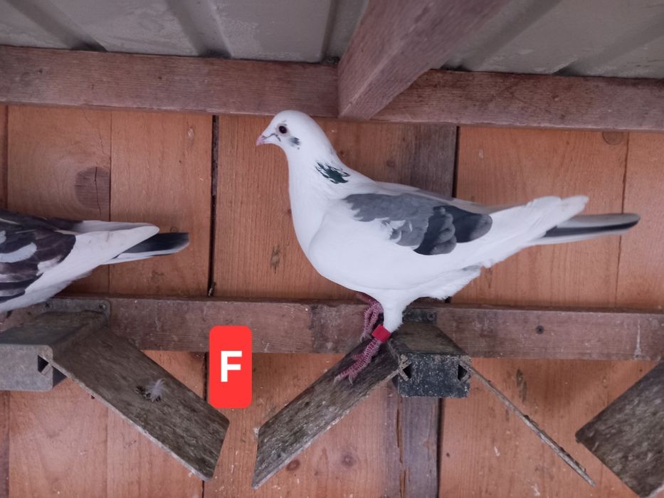 Porumbei voiajori sport