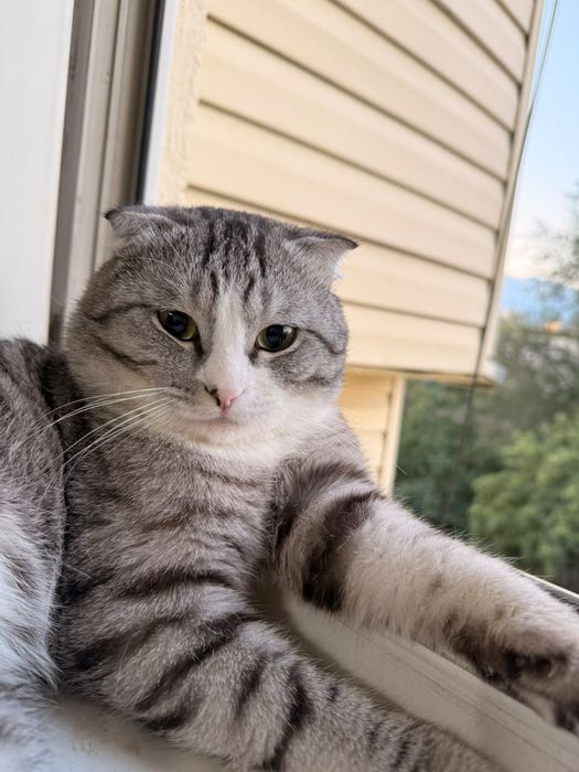 Продам кота скоттиш фолда