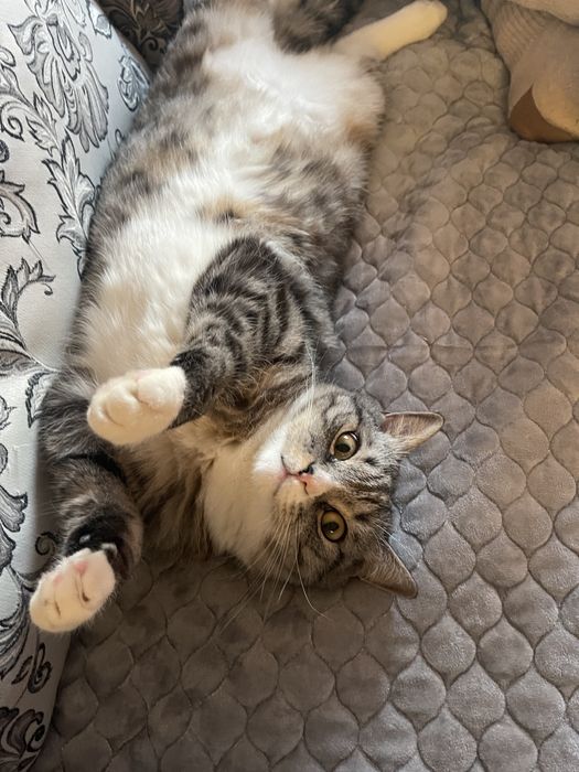 Отдам кота в хорошие руки