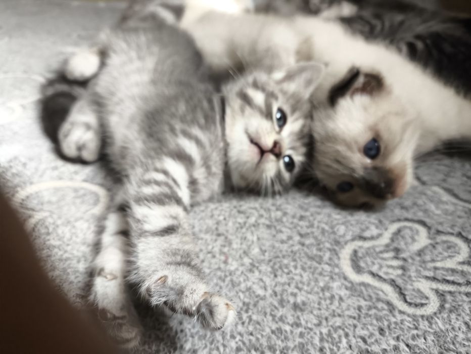 Котята вислоушки и британки