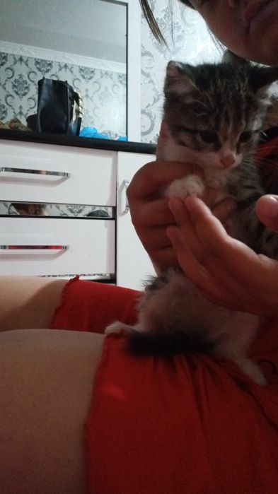 Отдам домашних котят