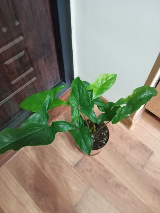Продам цветы комнатные