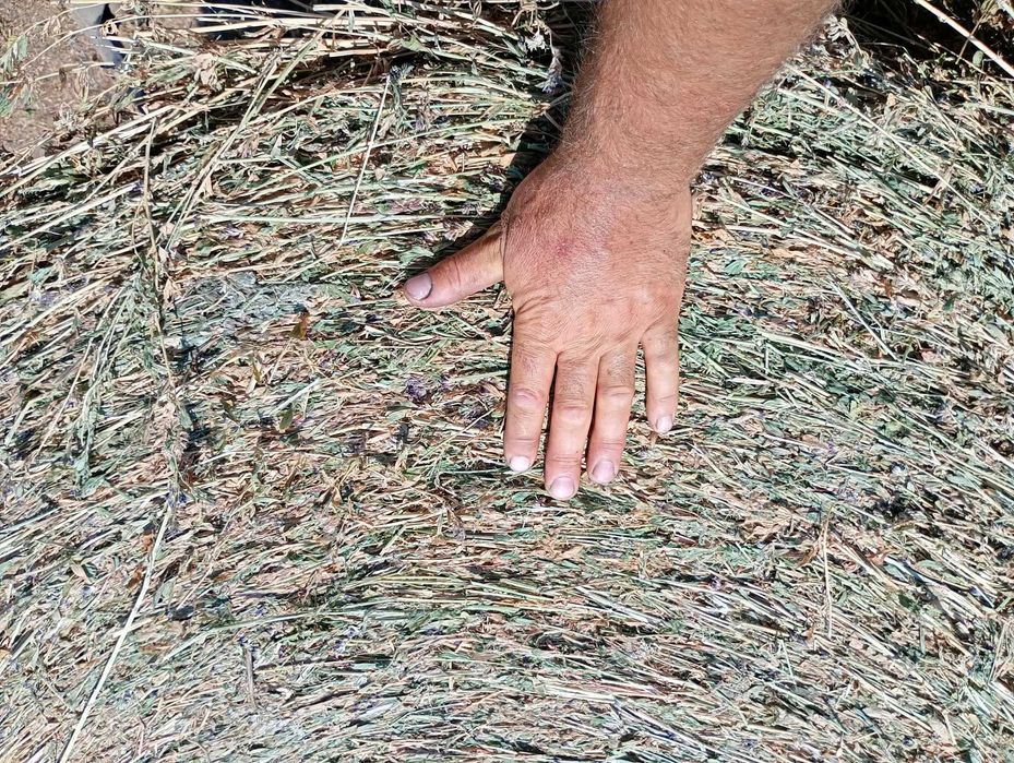 Vând baloți de lucernă