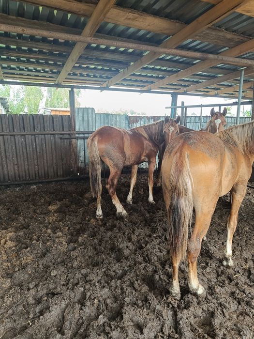 продам таичиков жеребчики