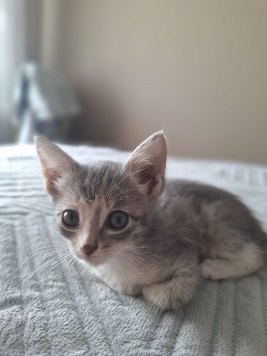Котенок-девочка в добрые руки