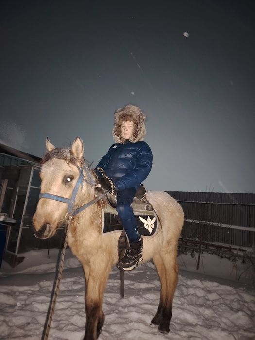 Продам тайчика Мальчик.