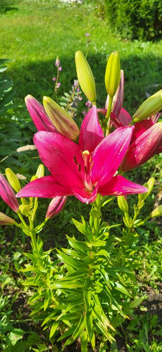 Продаётся дача. Срочно, торг.