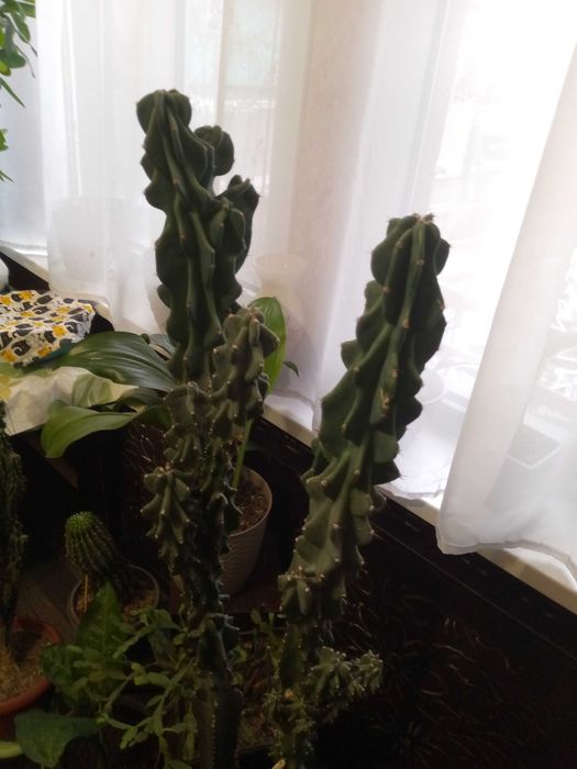 Продам комнатные цветы