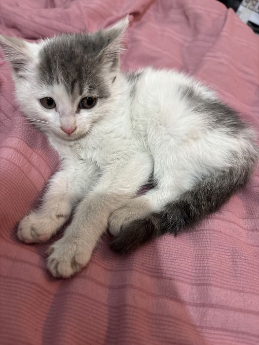 Котенок 1 месячный девочка