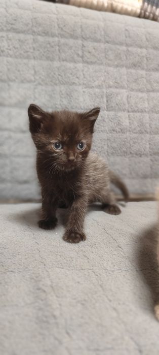 Отдам бесплатно котят мальчик и девочка