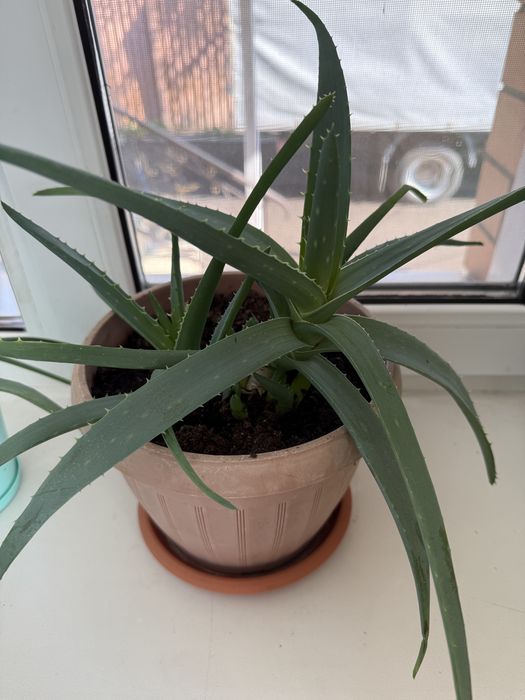 Алое вера лечебное, декабристка