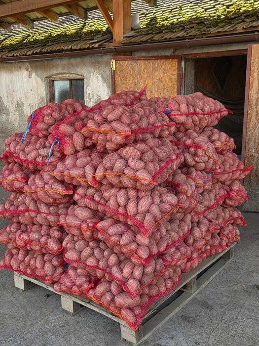 Vand cartofi consum samanta si animale