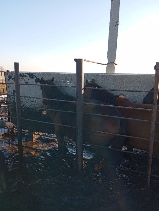 Продам лошадей...