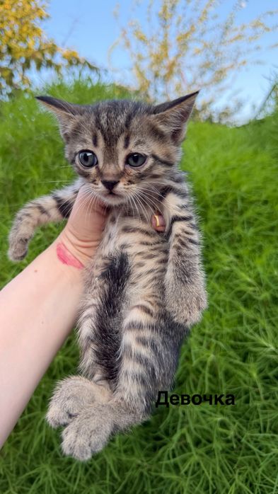 Шотландские котята