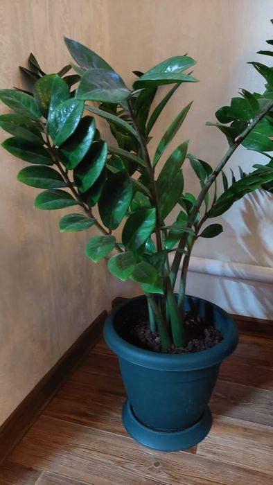 Продам долларое дерево